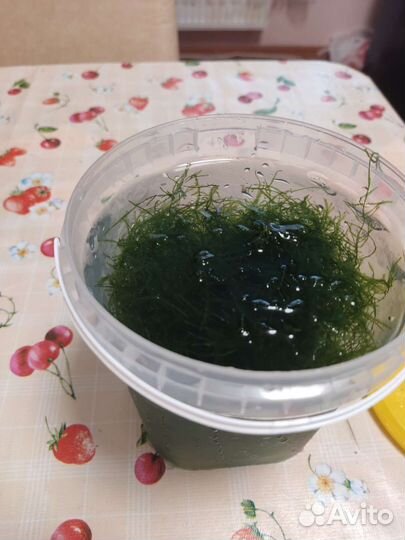 Аквариумное растение