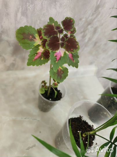 Колеус.Хамедорея.Детки.Комнатные растения и цветы