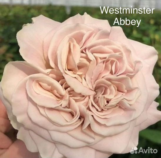 Кустовые розы саженцы