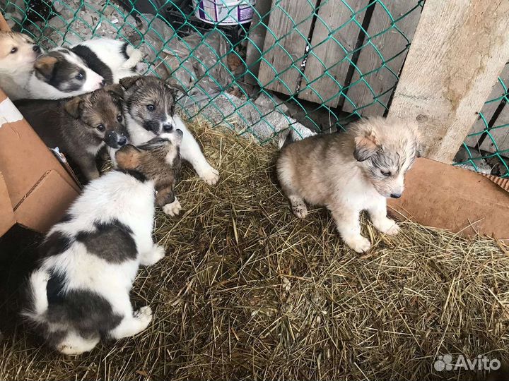 Малыши-1.5 мес