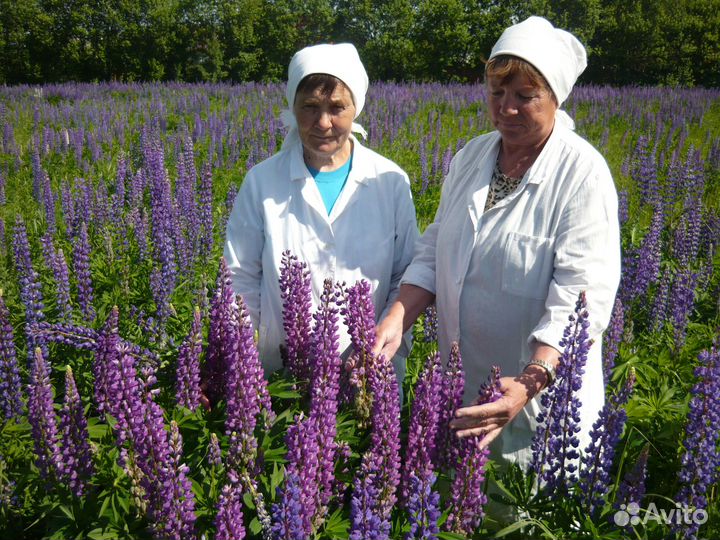 Люпин многолетний семена цветов