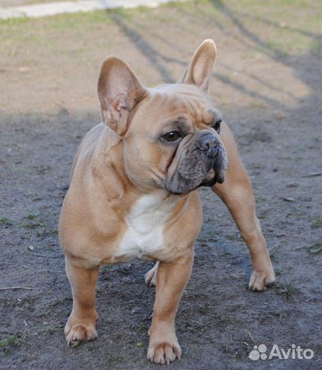 Французский бульдог голубого с подпалом вязка