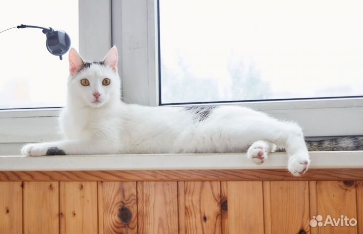 Котенок Кокосик ищет дом