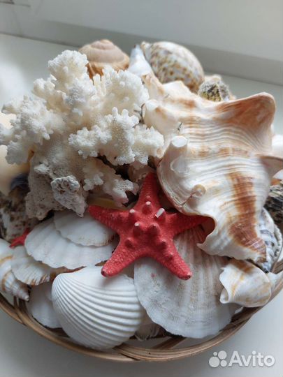 Набор и большая раковина