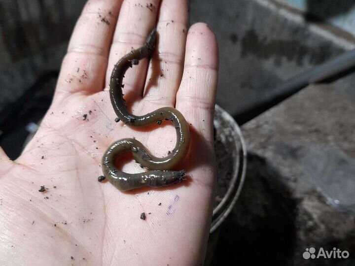 Черви зеленые