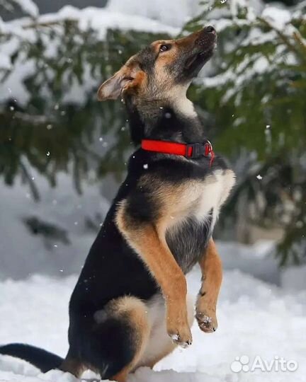 Мини овчарка