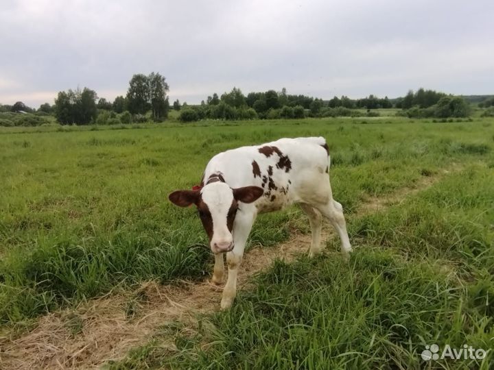 Телочка айширская