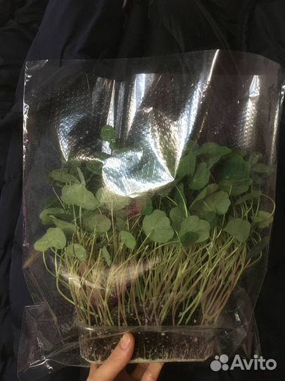 Пакеты перфорированные для микрозелени