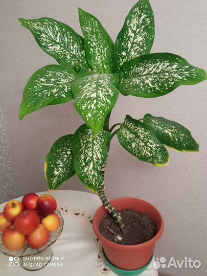 Комнатные растения цветы