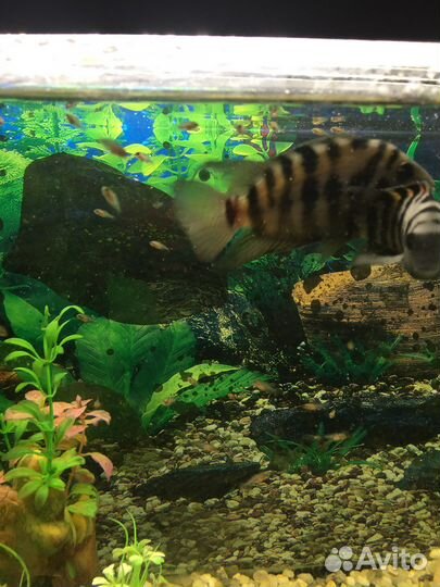 Мальки цихлазомы чернополосой