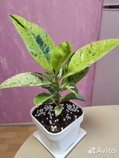 Фикус Шревериана муншайн