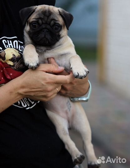 Щенки мопса из питомника