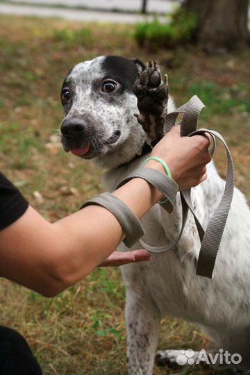 Локи ищет дом :)