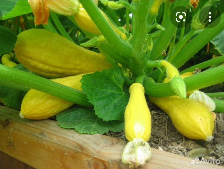 Крукнек семена