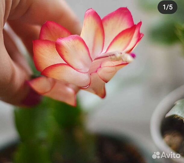 Декабрист сорт Самба Бразил