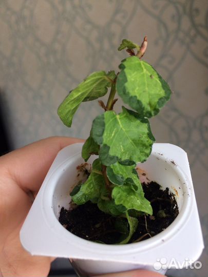 Сортовые фикусы(в том числе редкие)