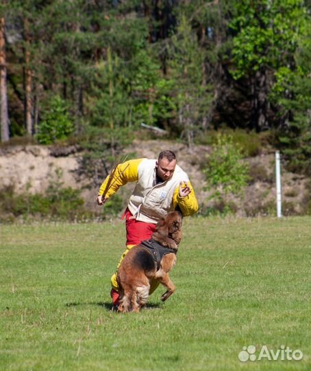 Дрессировка собак