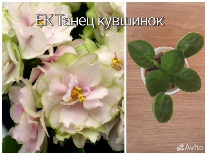 Сортовые фиалки