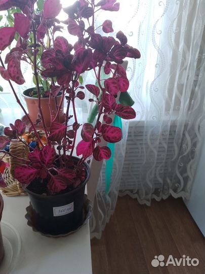 Комнатные цветы