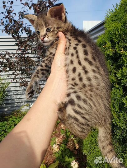 Саванны ф1, мальчики