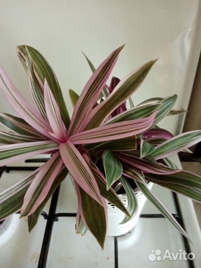 Рео трикалор