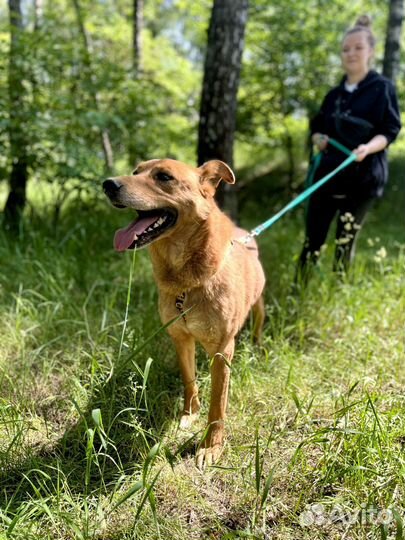Мёд красивый пёс из приюта