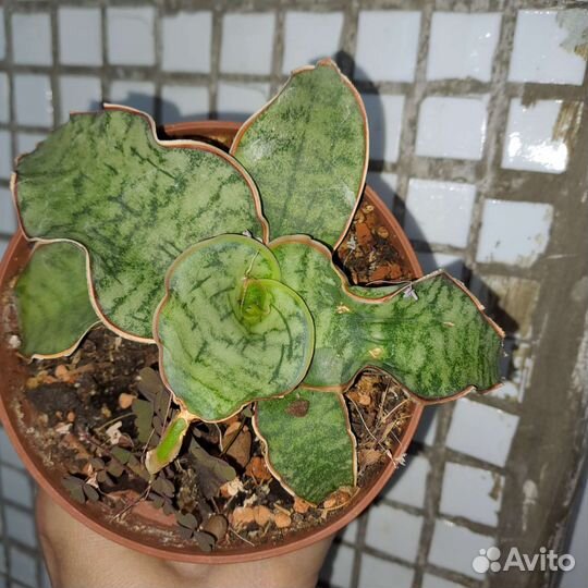 Сансевиерия сортовая