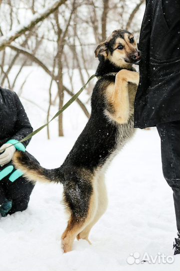 Молодой щенок ищет самую лучшую семью
