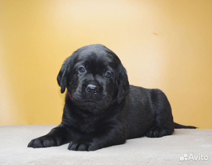 Щенки лабрадора