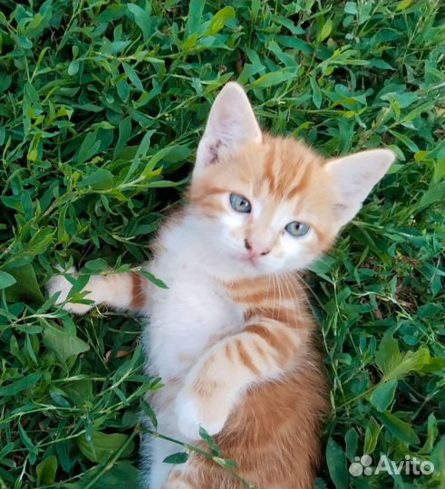 Котики от кошки- крысолова в хорошие руки