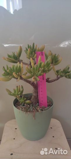 Крассула коралл