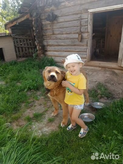 Собака в добрые руки