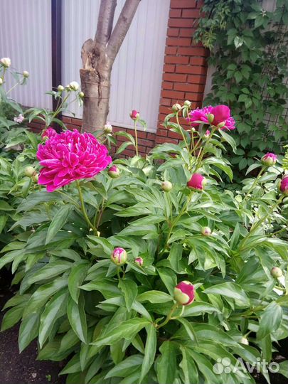 Пионы на посадку