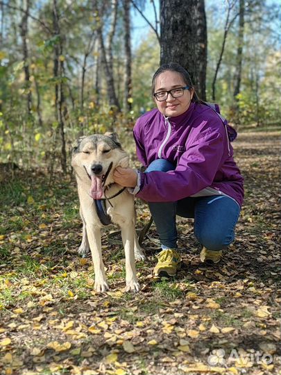 Собака в добрые руки бесплатно. Персик