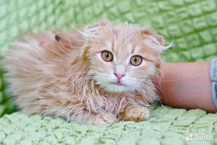 Мандаринчик в добрые руки