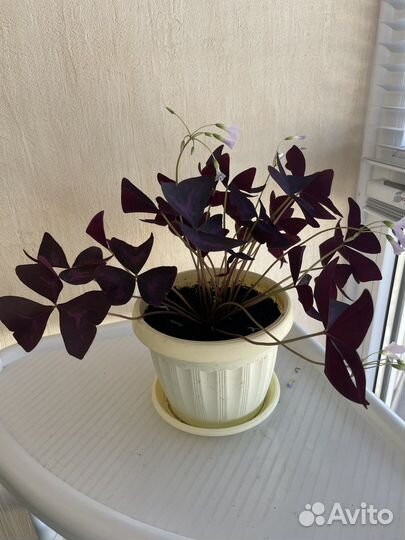 Оксалис (бабочки, кислица)