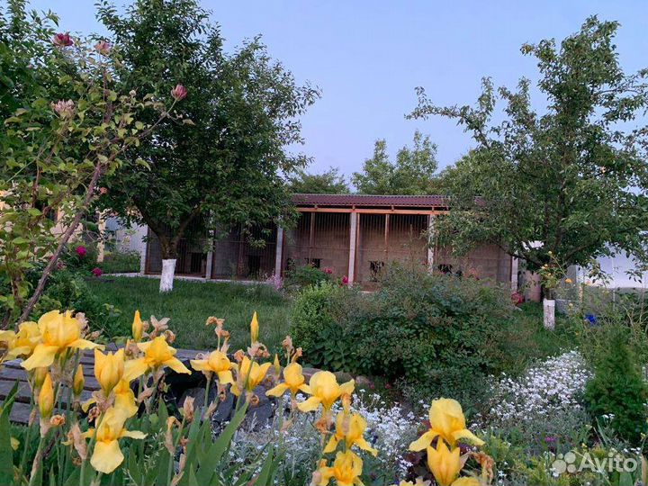 Гостиница для собак