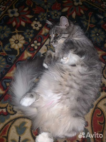 Кошка для вязки