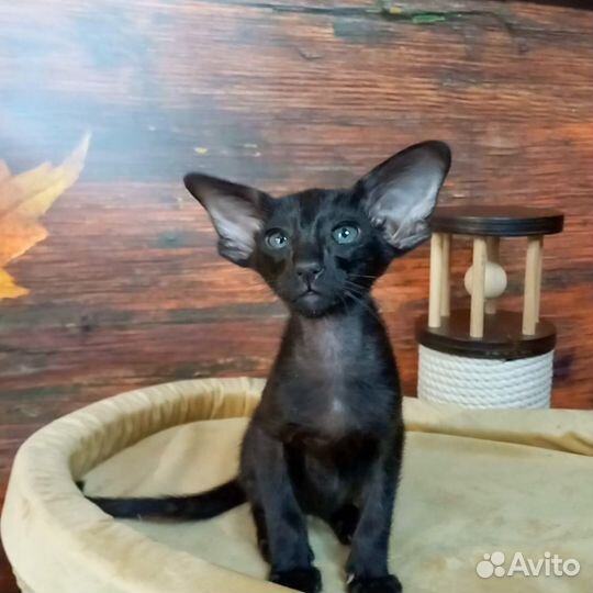 Ориентальный мальчик