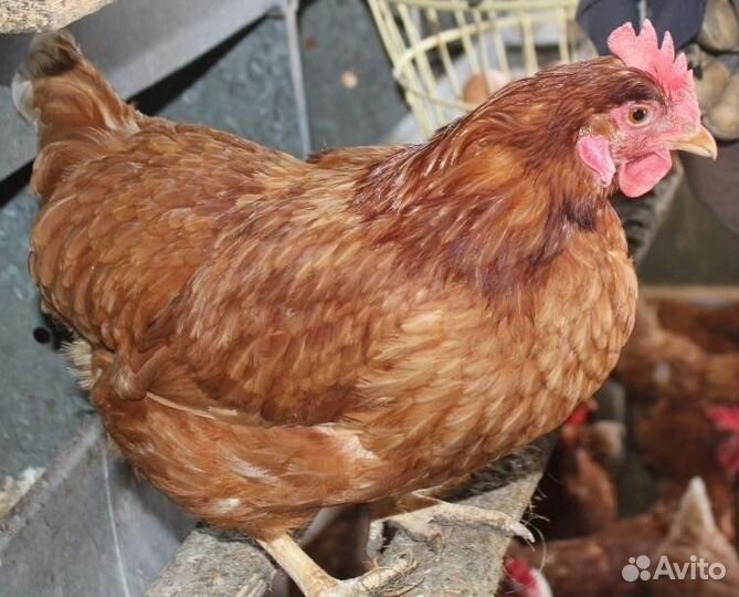 Куры белые несушки хорошей яйценоскости