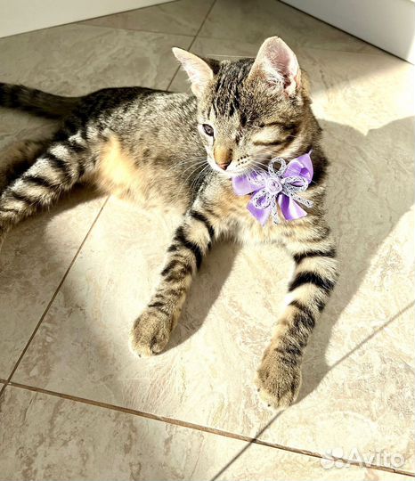 Кошечка-инвалид мечтает о доме