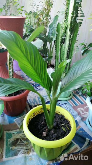 Спатифиллум