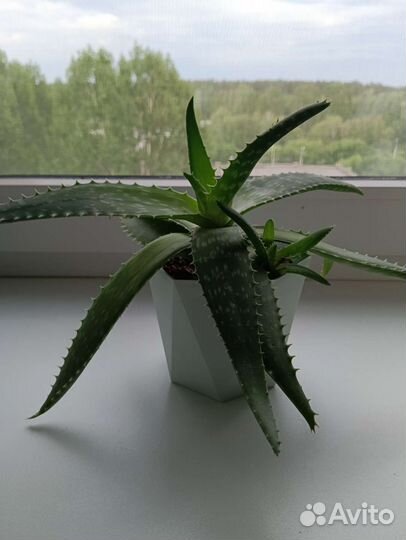 Цветок алое вера