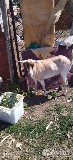 Сельхоз животные