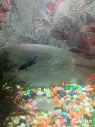 Аквариум