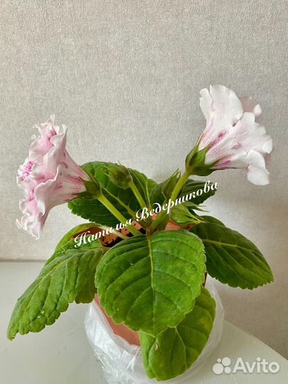 Глоксиния сортовая