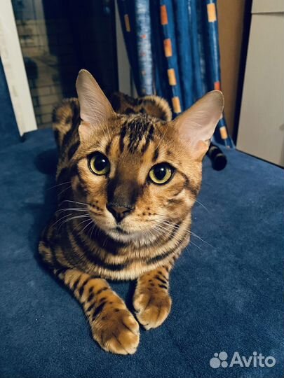 Бенгальский кот вязка