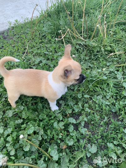 Чихуахуа девочка