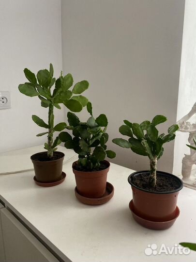 Продам цветы