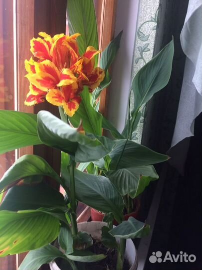 Канна Роземунд Коул